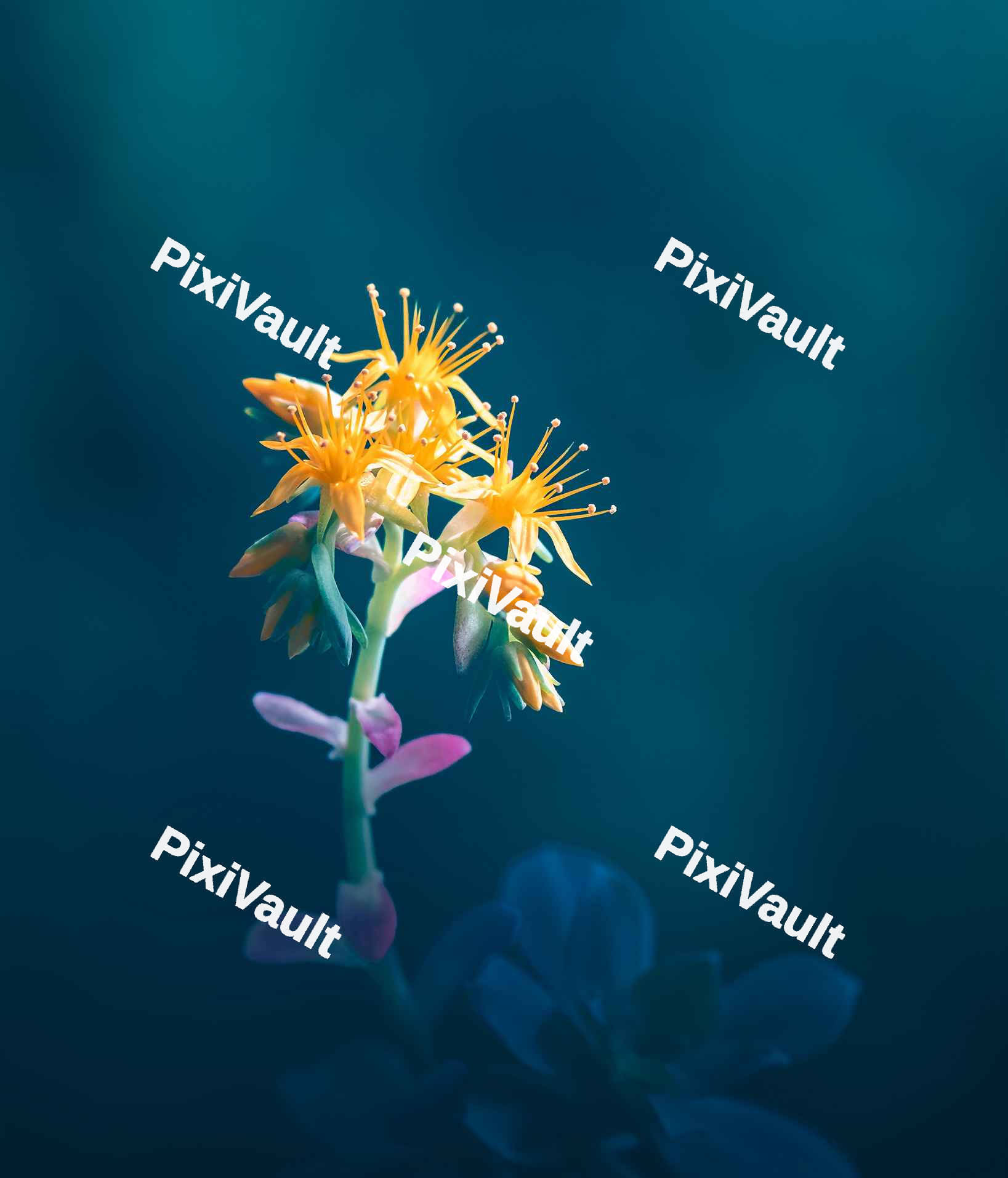Close up of a Sedum Palmeri flower